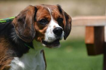 Cashew -  Beagle and Terrier Dog Available for Adoption in Salmon, Idaho - Cashew | PetCurious