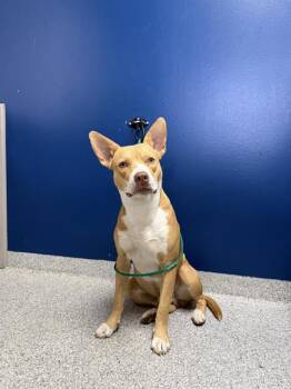 RED -  American Staffordshire Terrier Dog for Adoption in Pasadena, Texas - RED | PetCurious