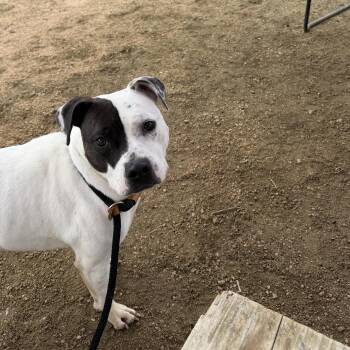 Mixed Breed Dogs Available for Adoption in Georgetown, Texas - Wind | PetCurious