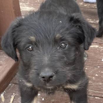 Mandy/Mia -  Mixed Breed Dog for Adoption in Eureka Springs, Arkansas - Mandy/Mia | PetCurious