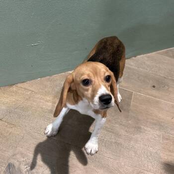 GYS6 7443 aka Millie -  Beagle Dog for Adoption in Loxahatchee Groves, Florida - GYS6 7443 Aka Millie | PetCurious