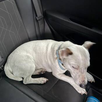 Bull Terrier and Mixed Breed Dogs Available for Adoption - Spud | PetCurious