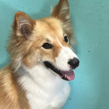 Verona -  Collie and Mixed Breed Dog for Adoption in Boerne, Texas - Verona | PetCurious