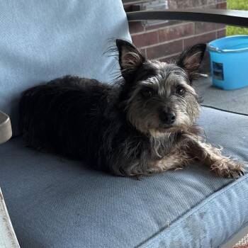 Scruffy Sam -  Yorkshire Terrier Dog for Adoption in Houston, Texas - Scruffy Sam | PetCurious