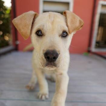 Mixed Breed Dogs Available for Adoption - Shaggy | PetCurious