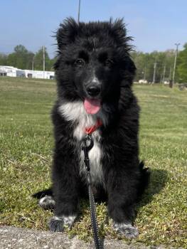 Australian Shepherd and Flat Coated Retriever Dogs Available for Adoption in Hartford, Kentucky - Dottie | PetCurious