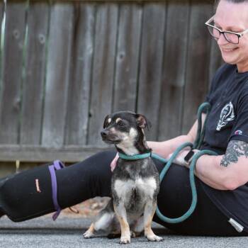 Front -  Chihuahua Dog for Adoption in Chester Springs, Pennsylvania - Front | PetCurious