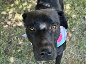 Labrador Retriever and Mixed Breed Dogs Available for Adoption in Tulsa, Oklahoma - REMINGTON | PetCurious
