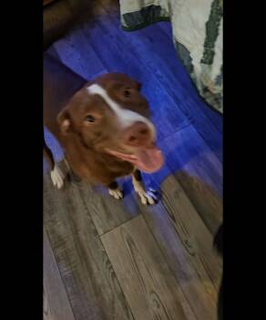 Buster Gee -  Pit Bull Terrier and Mixed Breed Dog for Adoption in Zimmerman, Minnesota - Buster Gee | PetCurious