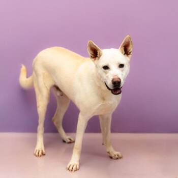 Pen 114 Gilbert -  Shepherd Dog for Adoption in Lawrenceville, Georgia - Pen 114 Gilbert | PetCurious