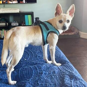 Chihuahua Dogs Available for Adoption in Lewisville, Texas - Dex | PetCurious