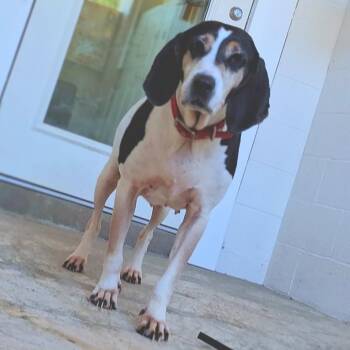 Lynn 0387 -  English Pointer Dog for Adoption in Loxahatchee Groves, Florida - Lynn 0387 | PetCurious