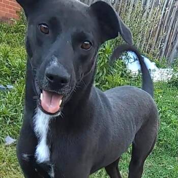Axel -  Mixed Breed Dog for Adoption in Northwood, New Hampshire - Axel | PetCurious