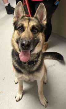 Kino -  German Shepherd Dog Dog for Adoption in West Chester, Pennsylvania - Kino | PetCurious