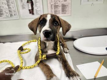 REMY* -  Boxer and Mixed Breed Dog for Adoption in Santa Cruz, California - REMY* | PetCurious