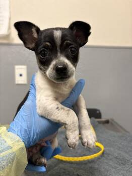 Chihuahua Dogs Available for Adoption - SILVA | PetCurious