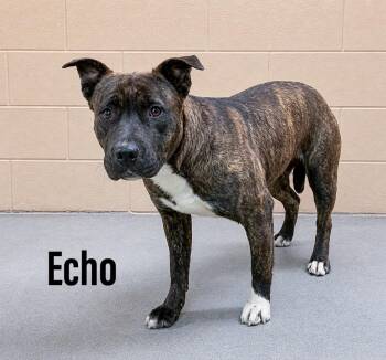 Staffordshire Bull Terrier and Labrador Retriever Dogs Available for Adoption in Clearfield, Kentucky - Echo | PetCurious