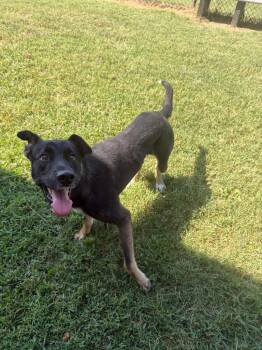 Deuce -  Shepherd and Mixed Breed Dog for Adoption in Gallatin, Tennessee - Deuce | PetCurious