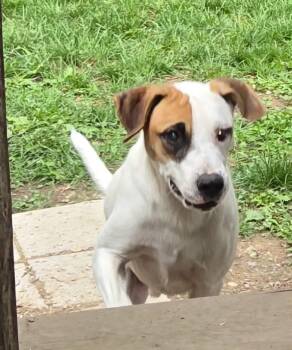 Goose -  Foxhound Dog for Adoption in Wantagh, New York - Goose | PetCurious