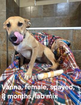 Vanna -  Labrador Retriever and Mixed Breed Dog for Adoption in Shrewsbury, Massachusetts - Vanna | PetCurious
