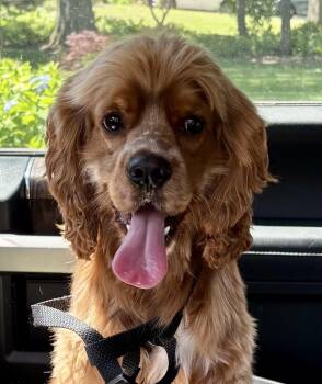 Doki -  Cocker Spaniel Dog for Adoption in Paramus, New Jersey - Doki | PetCurious