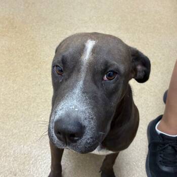 Rescue Shar Pei and Terrier Dogs for Adoption in Corpus Christi, Texas - Shera | PetCurious