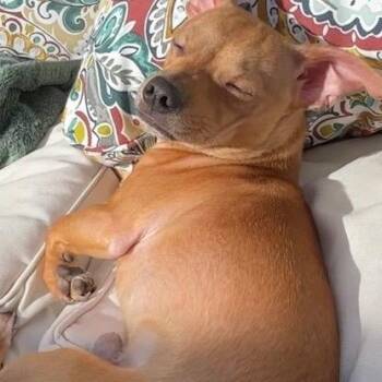 Chihuahua Dogs Available for Adoption in Ferndale, Washington - Bingo | PetCurious