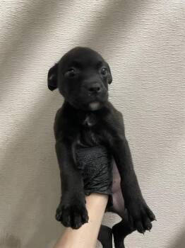 Labrador Retriever Dogs Available for Adoption - A372576 | PetCurious