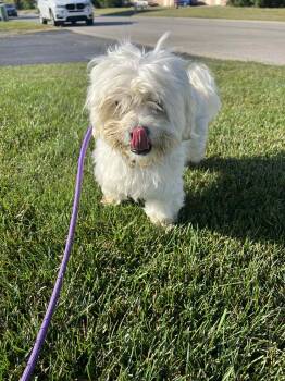 Rescue Havanese Dogs for Adoption in Plainfield, Illinois - Hermes | PetCurious
