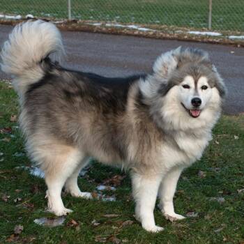 Eve -  Pomeranian and Husky Dog for Adoption in Troy, Ohio - Eve | PetCurious