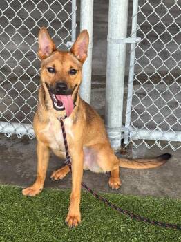 WABI -  Black Mouth Cur Dog for Adoption in Baytown, Texas - WABI | PetCurious