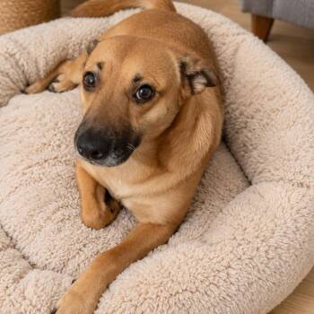 Cali -  Chihuahua and Terrier Dog for Adoption in San Diego, California - Cali | PetCurious