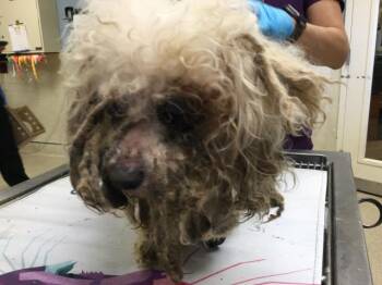 Poodle Dogs Available for Adoption in Riverside, California - A1908718 | PetCurious
