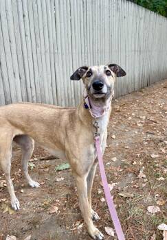 Rescue Greyhound Dogs for Adoption in Swanzey, New Hampshire - Malibu | PetCurious