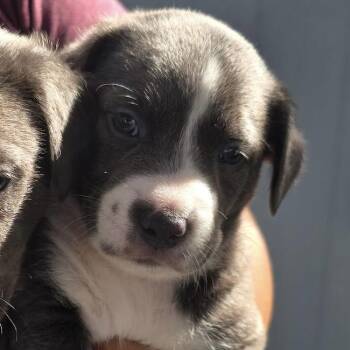 Rescue Pit Bull Terrier and Corgi Dogs for Adoption in San Diego, California - Susie Pup - Sully | PetCurious