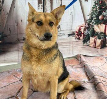 Ella -  German Shepherd Dog Dog for Adoption in Bryan, Texas - Ella | PetCurious