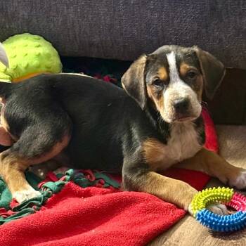 Mixed Breed Dogs Available for Adoption in Cincinnati, Ohio - Stink | PetCurious