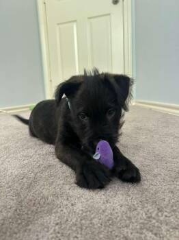 Wirehaired Terrier Dogs Available for Adoption in South Houston, Texas - Biscuit | PetCurious