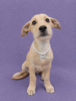 French Fry -  Terrier and Chihuahua Dog for Adoption in Lodi, California - French Fry | PetCurious
