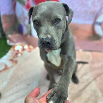 SANDMAN -  Pit Bull Terrier Dog for Adoption in Long Beach, California - SANDMAN | PetCurious