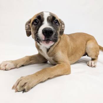824 (2026) Megan -  Pit Bull Terrier and Mixed Breed Dog for Adoption in Parker, Colorado - 824 (2026) Megan | PetCurious