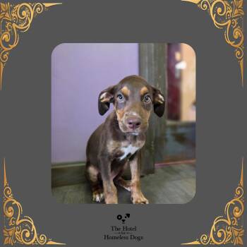 Peewee -  Terrier and Mixed Breed Dog for Adoption in Cumberland, Rhode Island - Peewee | PetCurious