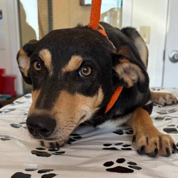 Porthos -  Australian Kelpie and Mixed Breed Dog for Adoption in Nashville, Tennessee - Porthos | PetCurious
