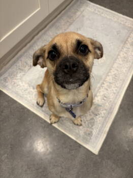 Rescue Pug and Chihuahua Dogs for Adoption in Bothell, Washington - Athena | PetCurious