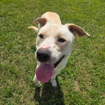 Dan -  Yellow Labrador Retriever and Mixed Breed Dog for Adoption in Pontiac, Illinois - Dan | PetCurious