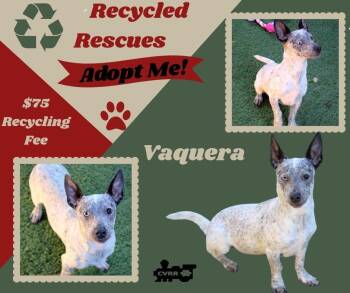 Australian Cattle Dog Blue Heeler Dogs Available for Adoption in Lindsay, California - Vaquera  (Recycle) | PetCurious