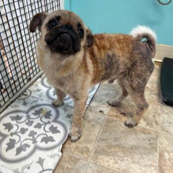 Pug and Mixed Breed Dogs Available for Adoption in Boerne, Texas - Wiggle Bean | PetCurious