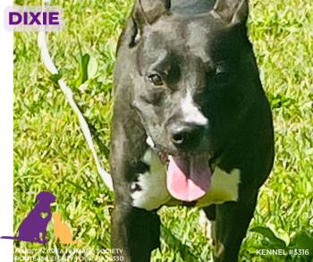Rescue Pit Bull Terrier Dogs for Adoption in Eighty Four, Pennsylvania - Dixie | PetCurious