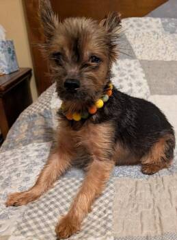 Molli -  Yorkshire Terrier Dog for Adoption in Watertown, Connecticut - Molli | PetCurious