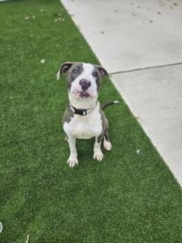 Sosa -  Mixed Breed Dog for Adoption in Munster, Indiana - Sosa | PetCurious
